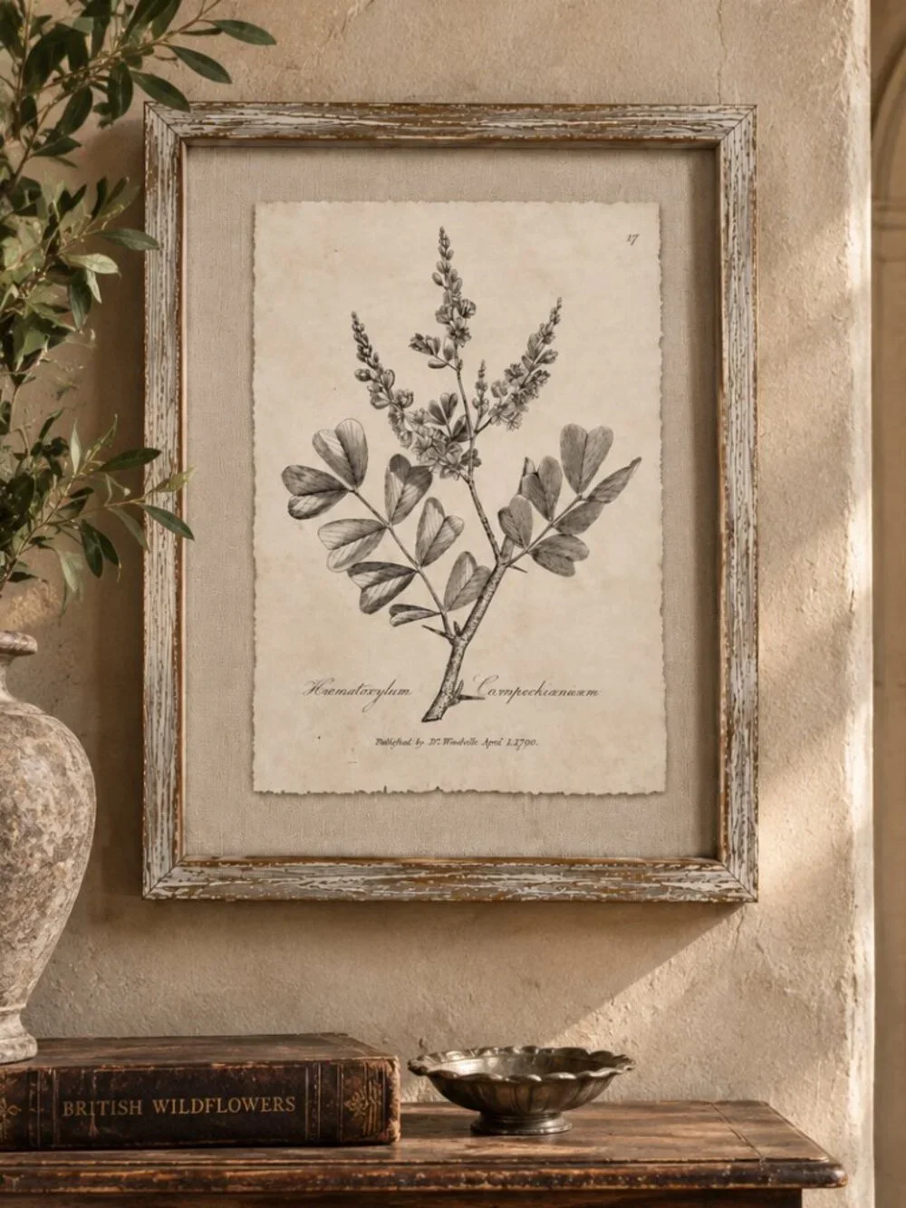 Vintage Framed Haematoxylum Campechianu Botanical Sepia Print Medical Botany Art